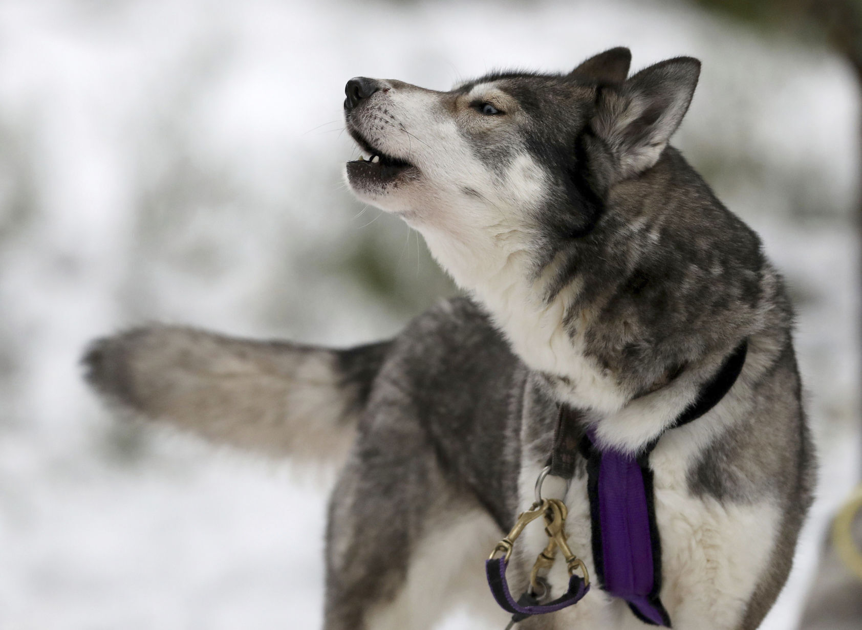Siberian husky